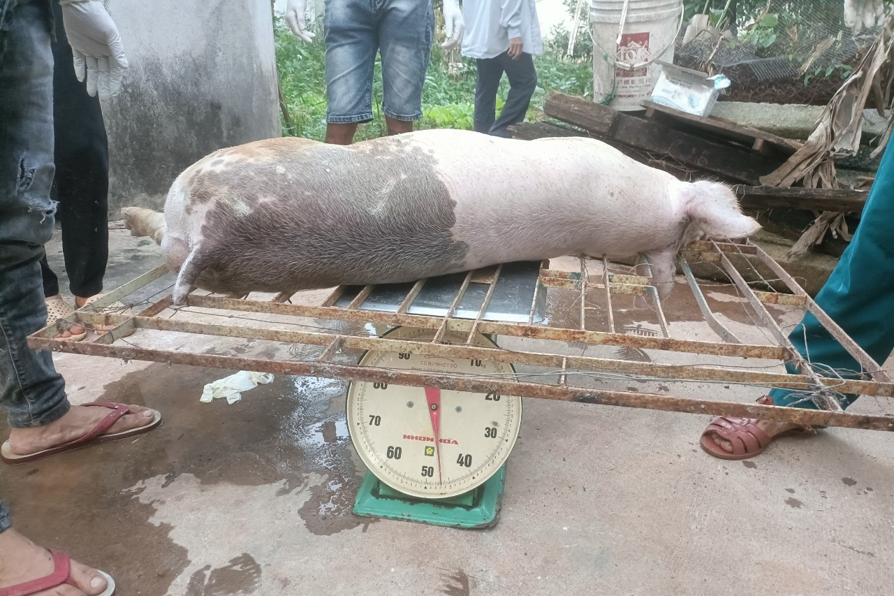 Khánh Hòa: Tiêu hủy hơn 26 tấn lợn dịch tả, dự báo diễn biến phức tạp