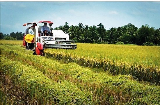 Philippines vẫn là thị trường lớn nhất của gạo Việt trong năm 2023