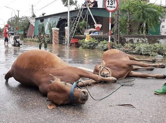 Quảng Trị: Lũ cuốn trôi đàn bò hơn 50 con của một hộ gia đình