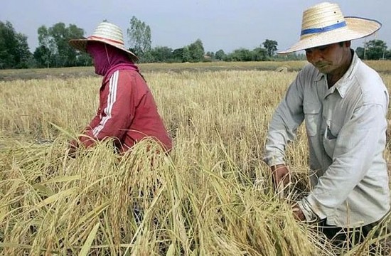 Thái Lan tăng mục tiêu xuất khẩu gạo năm 2023 lên 8,5 triệu tấn