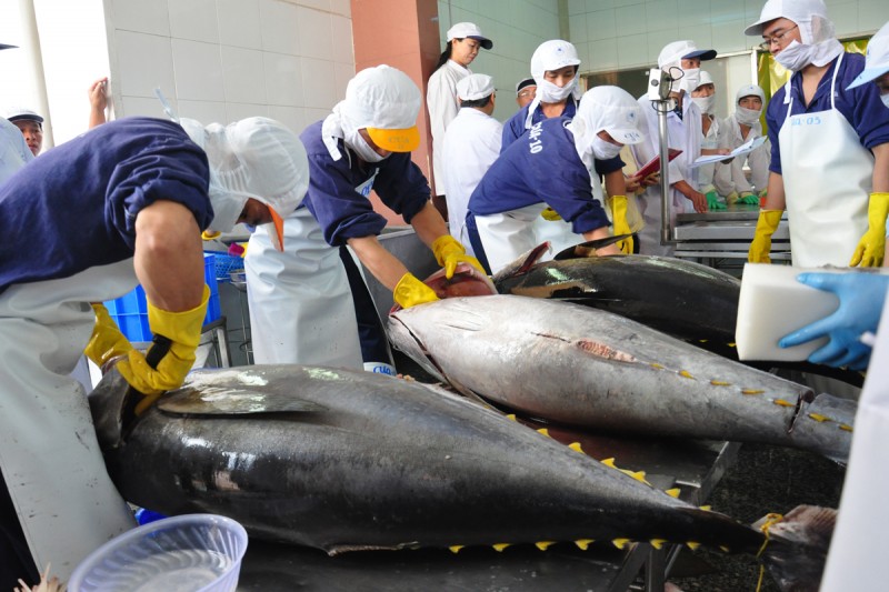 Xuất khẩu cá ngừ khó ngoài, vướng trong