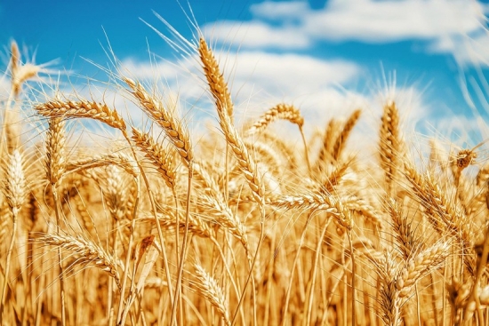 10 tháng 2023, Việt Nam nhập khẩu lúa mì nhiều nhất từ các thị trường này