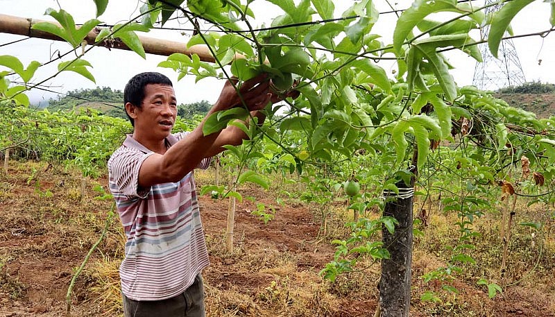 Lai Châu: “Quả ngọt” từ chính sách phát triển nông nghiệp hàng hoá
