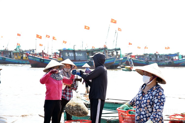 Nam Định: Sốc với giá hải sản rẻ bất ngờ tại chợ cá Giao Hải