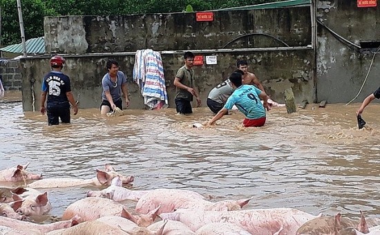 Quảng Trị: Mưa lũ tạo điều kiện cho mầm bệnh dịch tả lợn lây lan