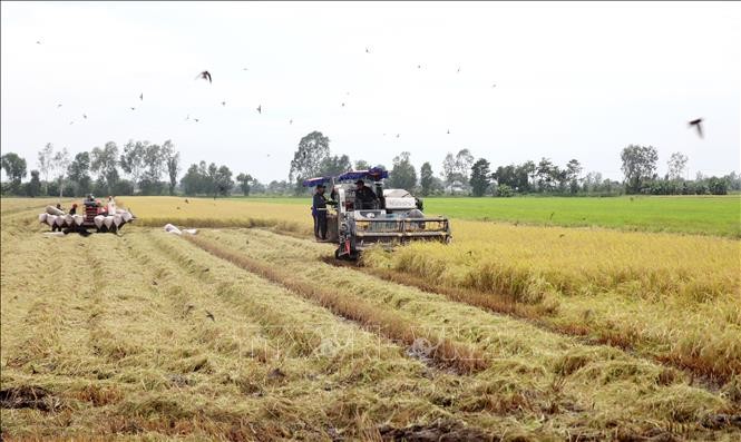 Giá lúa gạo hôm nay ngày 24/7: Giá lúa tăng 100 đồng/kg; giá gạo xuất khẩu ở mức thấp