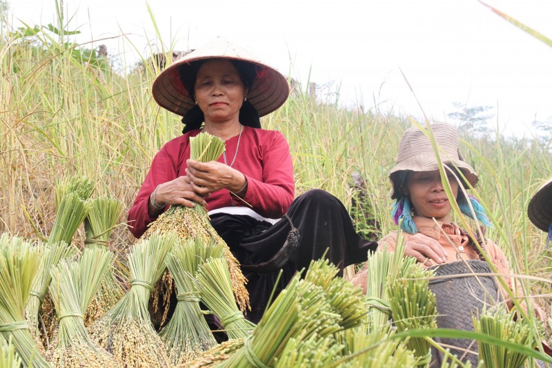 Thu hoạch lúa của đồng bào dân tộc các tỉnh trong cả nước