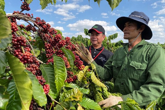 Quy định chống mất rừng của EU: Ngành cà phê ca cao đã tuân thủ