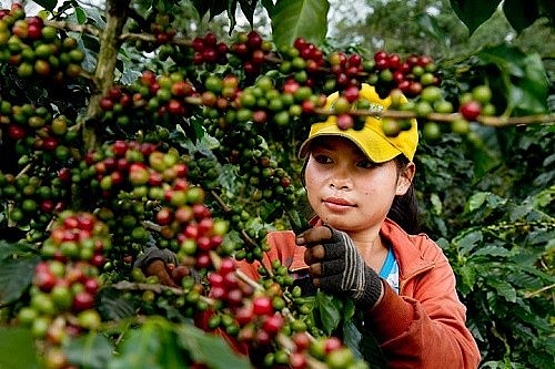 Giá cà phê hôm nay, ngày 29/11/2023: Giá cà phê trong nước tăng 200 đồng/kg