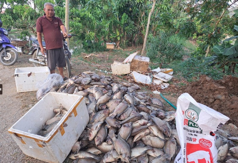 Sơn La: Hàng tấn cá chết nghi do nhiễm nước thải từ chế biến cà phê