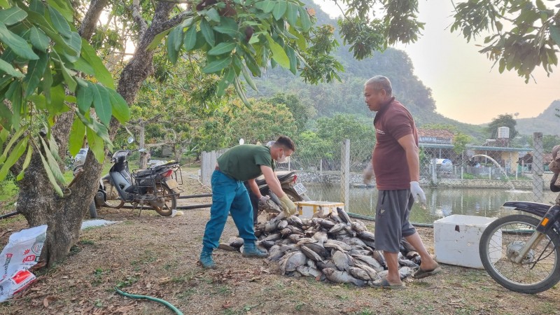 Sơn La: Hàng tấn cá chết nghi do nhiễm nước thải từ chế biến cà phê