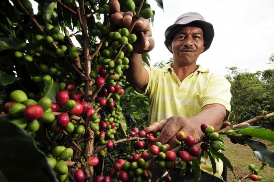Giá cà phê hôm nay, ngày 30/11/2023: Giá cà phê trong nước tiếp tục tăng