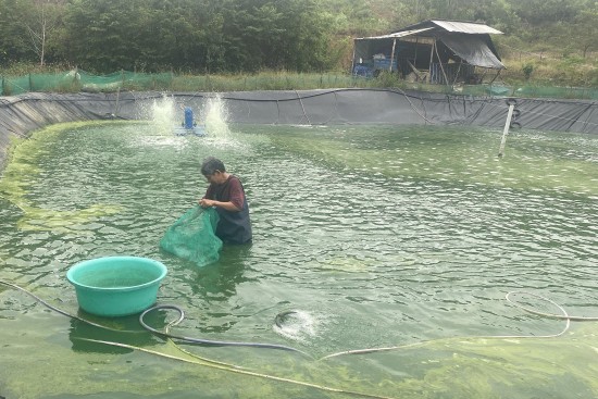 Nâng tầm thương hiệu sản phẩm cá chình bông Phú Yên từ chỉ dẫn địa lý