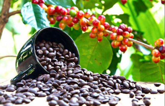 Giá cà phê mới nhất ngày 1/12/2023: Thị trường trong nước tăng ổn định