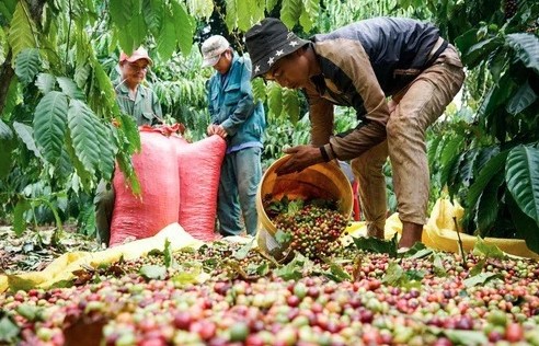 Cà phê Việt lan tỏa tại thị trường  Anh nhờ UKVFTA