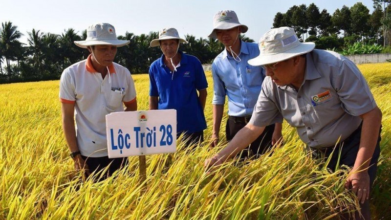 Gạo Lộc Trời 28 và Nàng Hoa 9 nằm trong nhóm gạo Việt được vinh danh “Gạo ngon nhất thế giới 2023”
