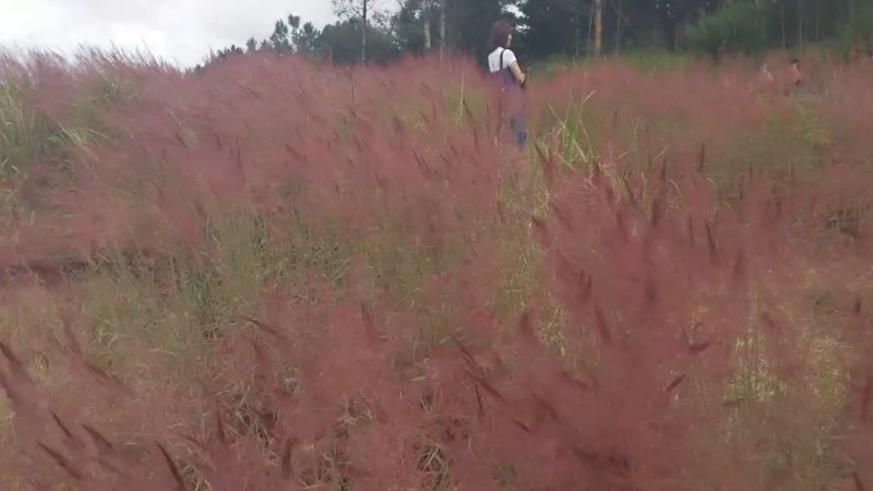 Lâm Đồng: Đồi cỏ hồng - điểm đến không thể bỏ qua