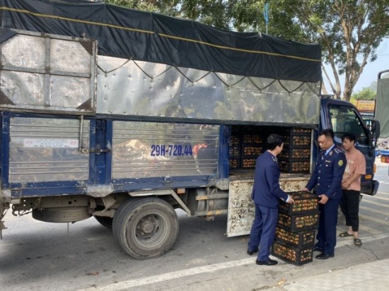 Lai Châu: Bắt giữ 350 kg quả quýt không rõ nguồn gốc xuất xứ