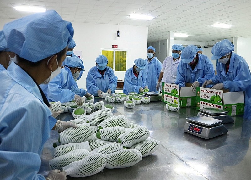 Hiệp định RCEP: Thúc đẩy xuất khẩu nông sản Việt Nam sang Hàn Quốc