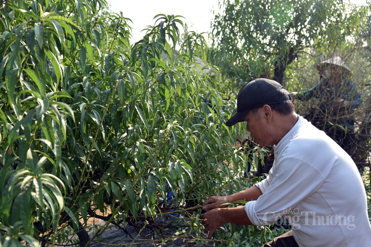 Ngỡ ngàng kỹ thuật điêu luyện của người trồng đào Nhật Tân