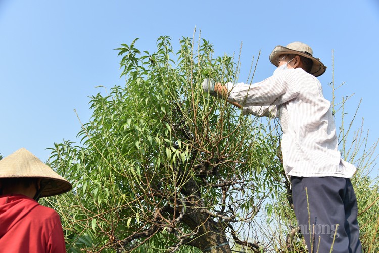 Ngỡ ngàng kỹ thuật điêu luyện của người trồng đào Nhật Tân
