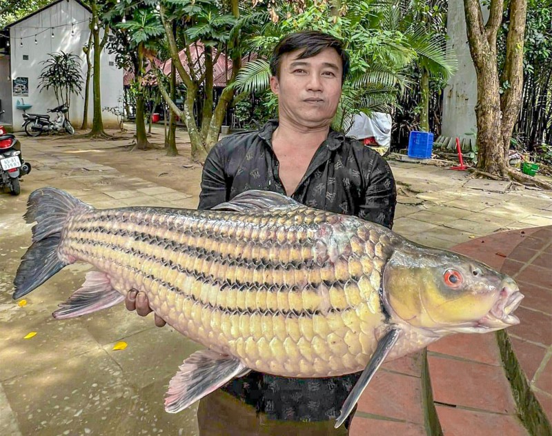 Cần Thơ: Ngư dân bắt được cá trà sóc khủng, quý hiếm trên sông Hậu