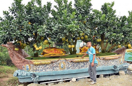 Mục sở thị những cây bưởi cảnh độc nhất vô nhị đất Văn Giang