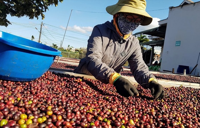 Xuất khẩu tuần 4-10/12: Xuất khẩu tôm dự kiến đạt 3,4 tỷ USD,xuất khẩu cà phê đạt 5 tỷ USD năm 2024