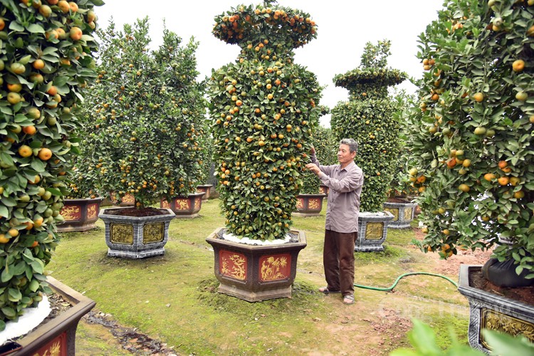 Hưng Yên: Nông dân Văn Giang “biến” cây quýt thành những tác phẩm độc đáo
