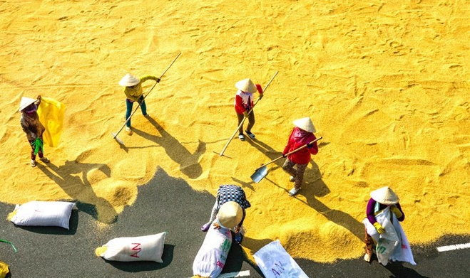 Người dân Đồng bằng sông Cửu Long kỳ vọng đổi đời từ đề án 1 triệu héc-ta trồng lúa chất lượng cao