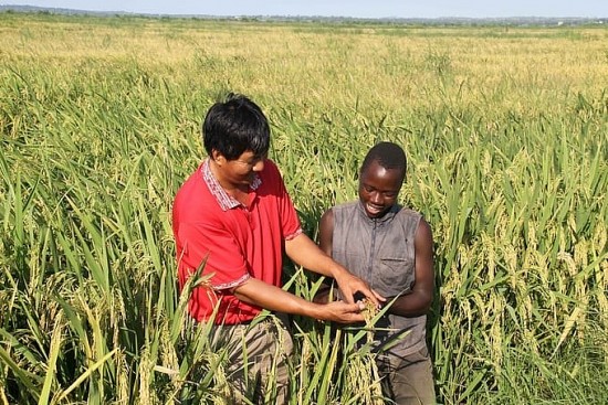 Sản lượng lúa châu Phi tăng cao nhờ học hỏi kinh nghiệm từ Việt Nam