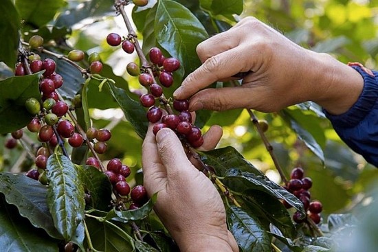 Giá cà phê hôm nay, ngày 17/12/2023: Giá cà phê trong nước cao nhất 67.000 đồng/kg