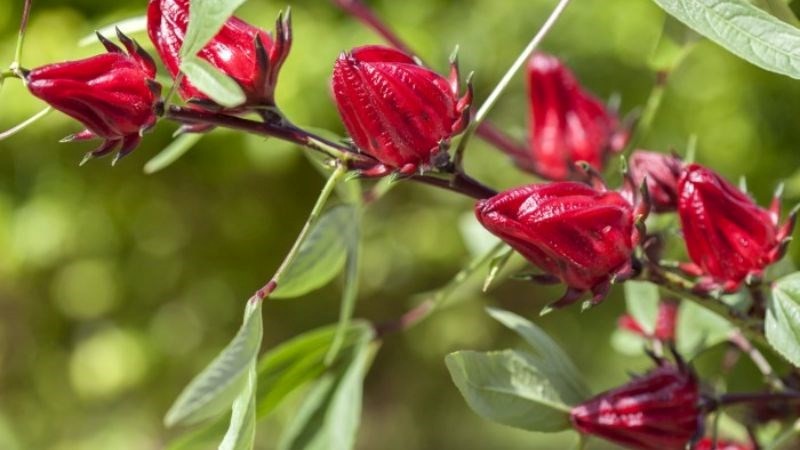 Hoa atiso đỏ - công dụng gì với sức khỏe?