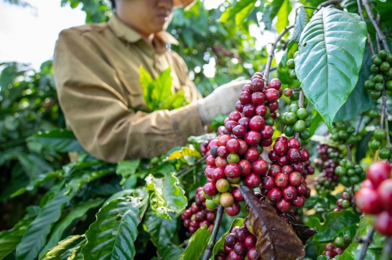 Xuất khẩu cà phê Robusta tăng thêm 200 USD/tấn, tiến sát mốc 5.000 USD