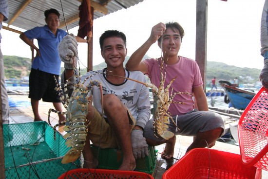 Khánh Hòa: Còn tồn đọng khoảng 150 tấn tôm hùm bông