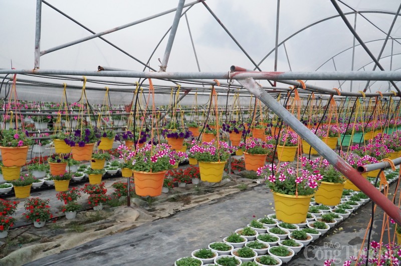 Đà Nẵng: Nhà vườn tất bật chăm sóc hoa phục vụ Tết Giáp Thìn 2024