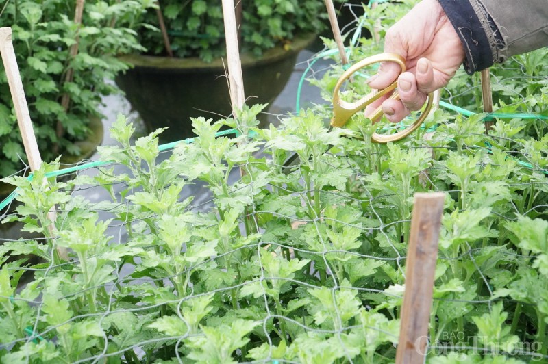 Đà Nẵng: Nhà vườn tất bật chăm sóc hoa phục vụ Tết Giáp Thìn 2024
