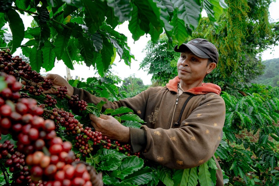 Vùng trồng cà phê bền vững tại Cư Suê 