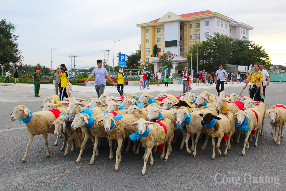 Hàng trăm chú cừu 