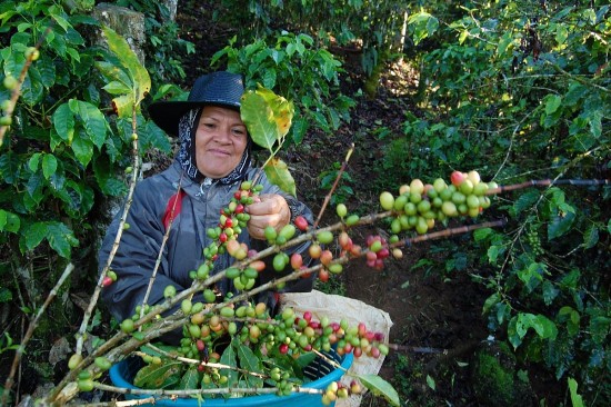 Giá cà phê hôm nay, ngày 30/12/2023: Giá cà phê trong nước chạm mốc 70.000 đồng/kg