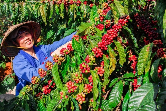 Giá cà phê xuất khẩu giảm phiên thứ ba liên tiếp