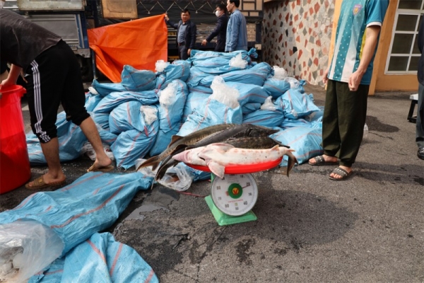 Công an tỉnh Lào Cai bắt giữ hơn 3 tấn cá tầm không rõ nguồn gốc