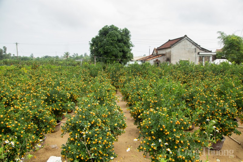 Quảng Nam: Quất cảnh “đắt hàng”, nông dân phấn khởi đón Tết