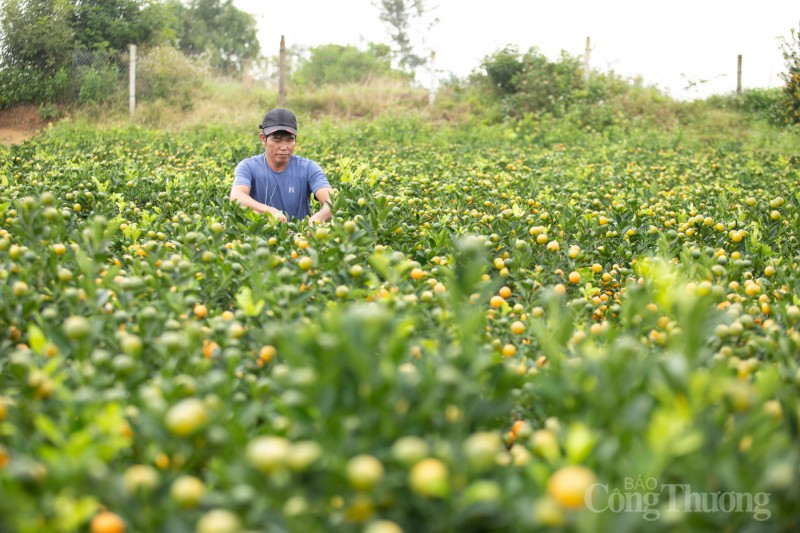Quảng Nam: Quất cảnh “đắt hàng”, nông dân phấn khởi đón Tết