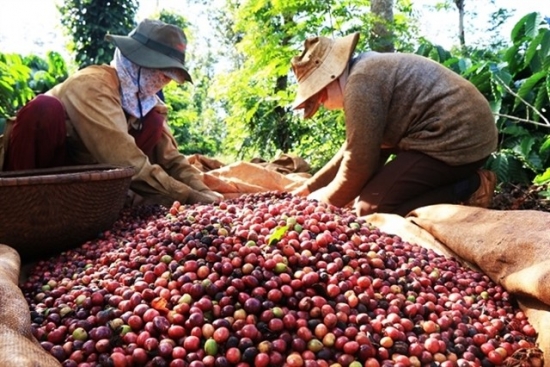 Lo ngại cước phí vận tải biển tăng cao, giá xuất khẩu cà phê nối dài đà tăng