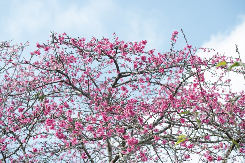 Điện Biên: Mê mẩn sắc hồng rực rỡ của hoa anh đào trên đảo Pá Khoang