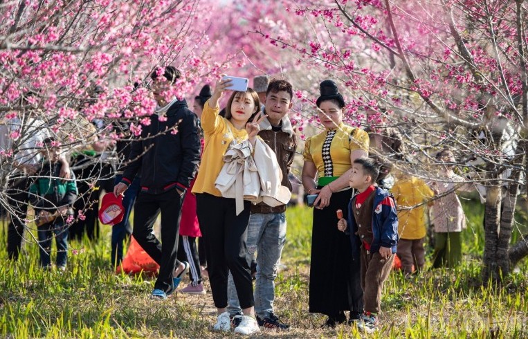 Điện Biên: Mê mẩn sắc hồng rực rỡ của hoa Anh đào trên đảo Pá Khoang