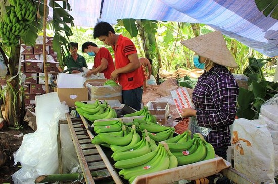 Xuất khẩu chuối gặp khó: Không chỉ riêng Việt Nam