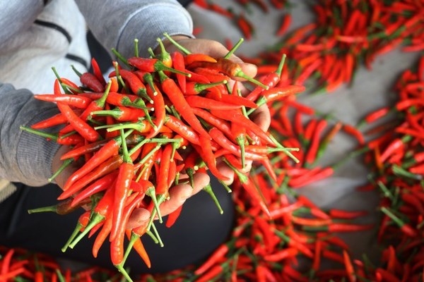 Xuất khẩu ớt năm 2023 thu về 20 triệu USD, tăng tới 107%