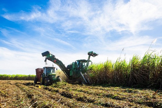 TTC AgriS cùng nông dân hứng khởi bắt đầu vụ thu hoạch mía 2023-2024